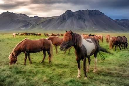 Iceland Animal horse HD Desktop Wallpaper | Background Image
