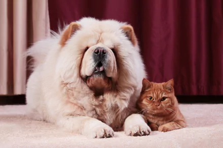chow chow dog cat Animal Cat & Dog HD Desktop Wallpaper | Background Image