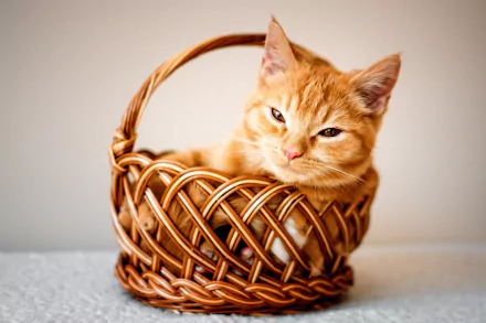 basket Animal cat HD Desktop Wallpaper | Background Image
