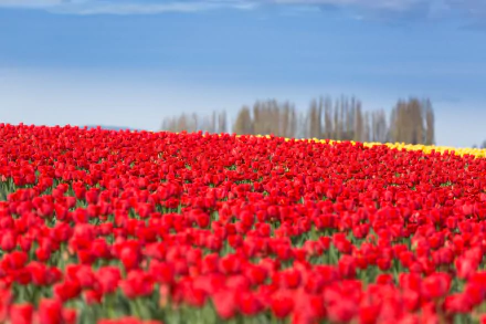 A vast field of vibrant red tulips under a clear blue sky, captured in high definition as a serene nature scene for a PC desktop wallpaper.