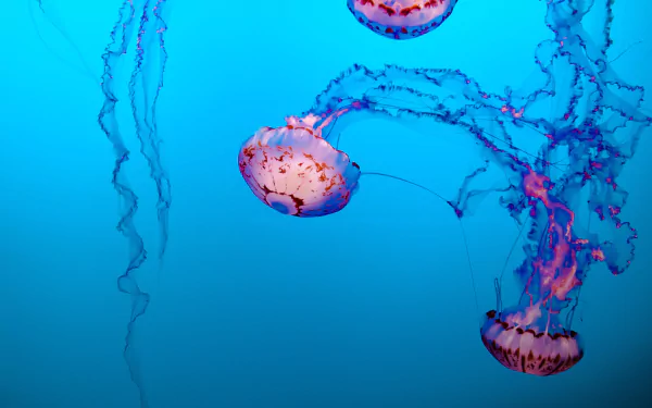 Underwater sea life: translucent marine animal jellyfish drifting in deep blue with vibrant pink-purple tentacles — 8K Ultra HD PC desktop wallpaper/background.