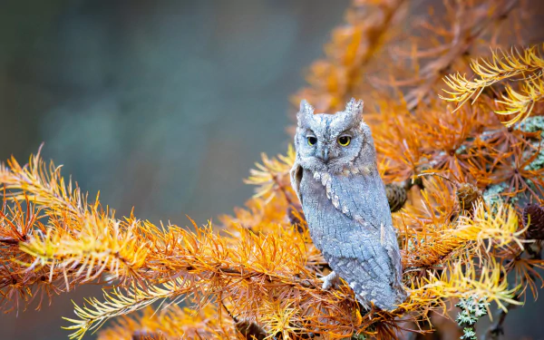 A sharp-eyed owl perched on vibrant orange pine branches in a Czech Republic national park forest, captured in stunning 4K Ultra HD.
