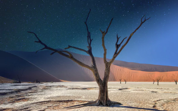 5K Ultra HD PC desktop wallpaper of a dead tree standing on pale cracked clay surrounded by sand dunes under a starry desert sky.