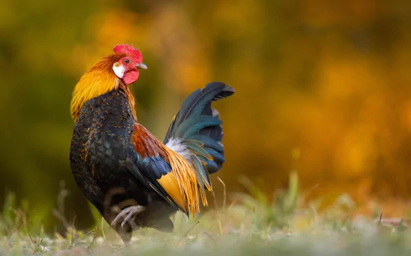 HD PC desktop wallpaper of a vibrant rooster (animal) standing in grass against a warm, golden bokeh background.