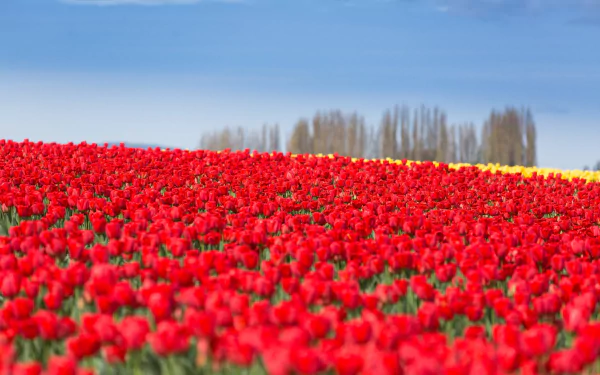 red flower nature tulip HD Desktop Wallpaper | Background Image