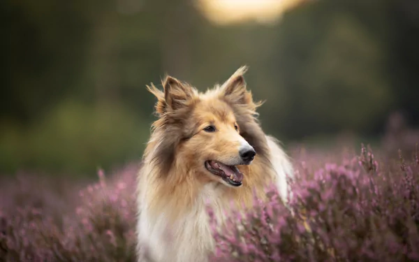 Animal rough collie HD Desktop Wallpaper | Background Image