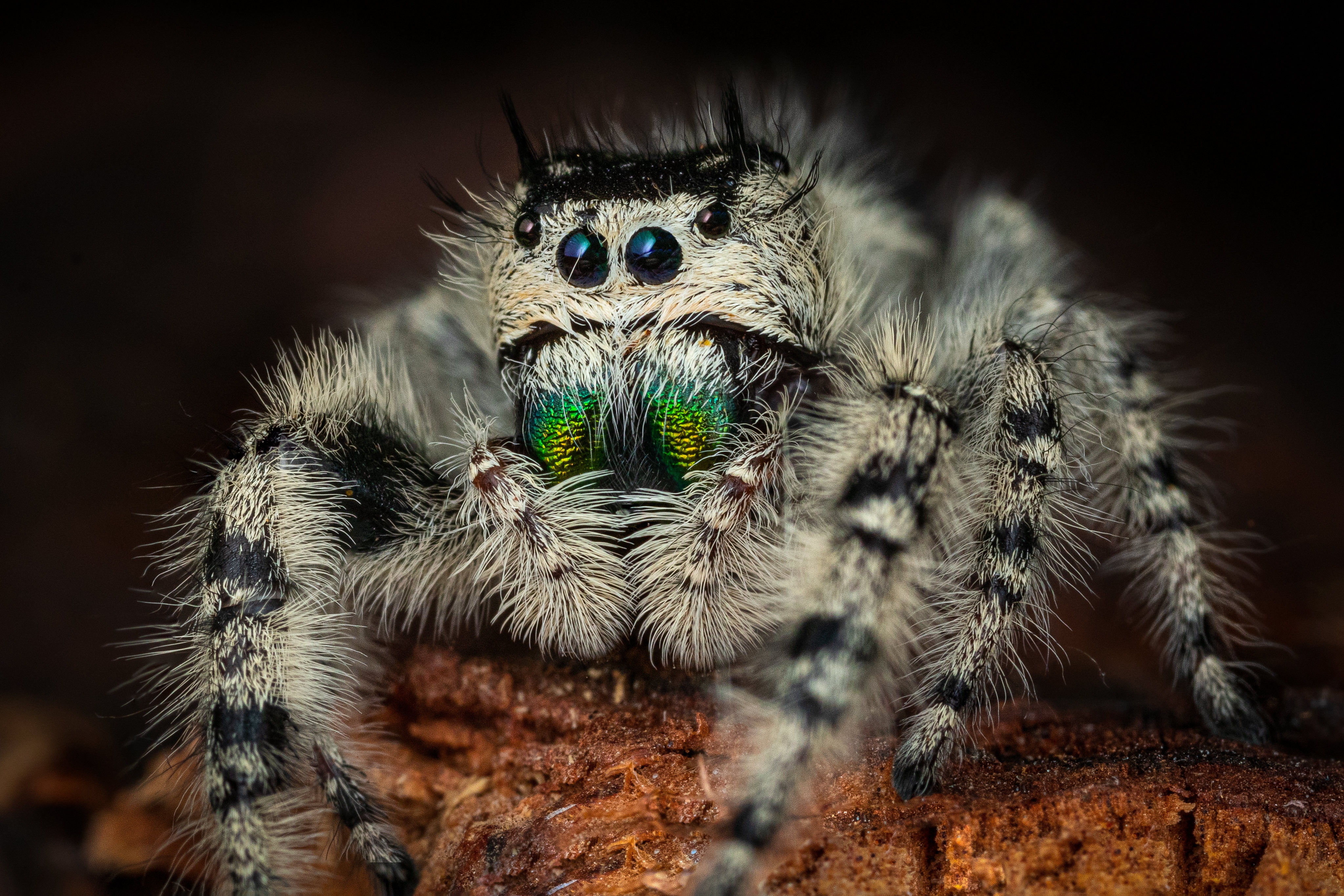 Animal Jumping Spider HD Wallpaper | Background Image