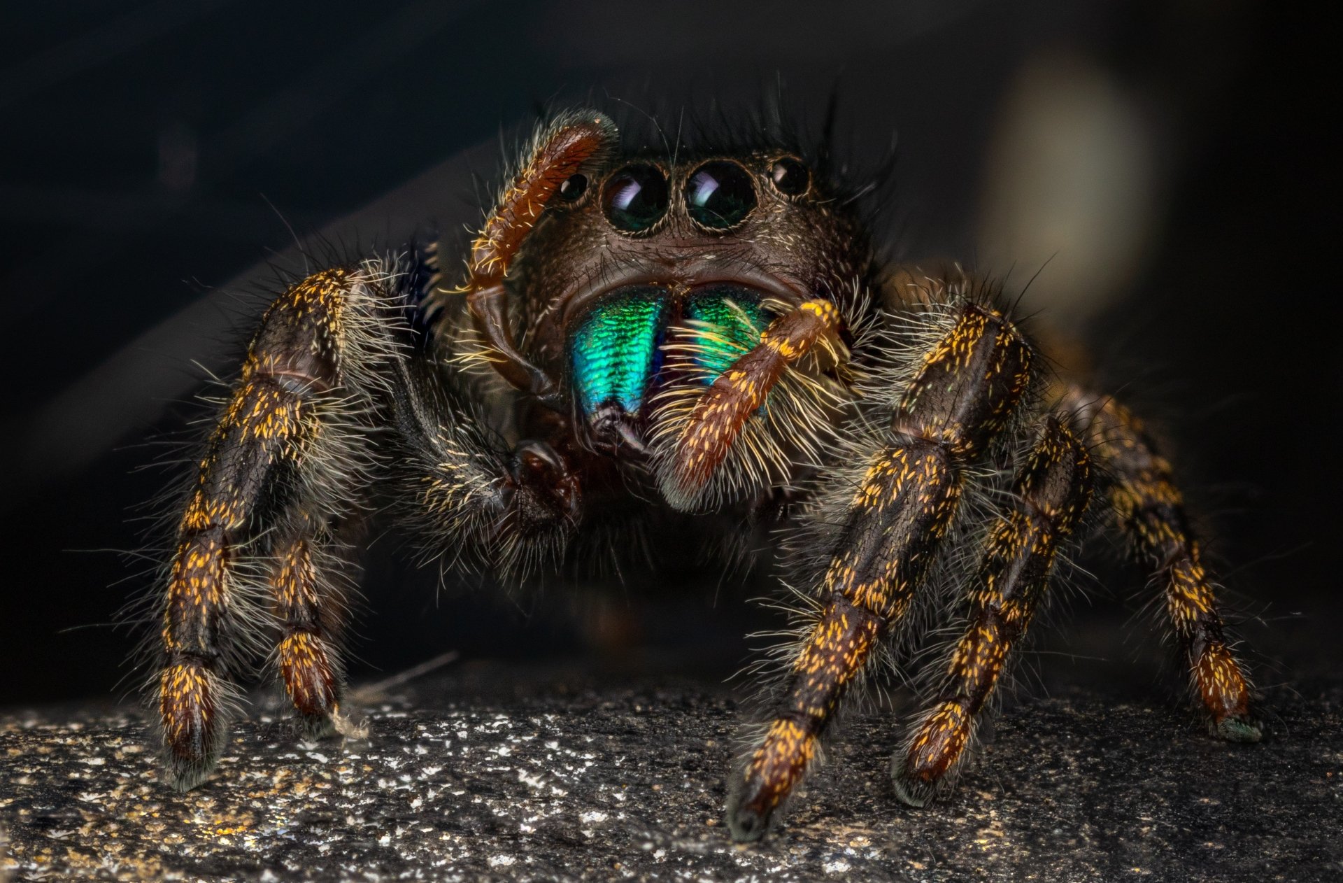 Download Macro Animal Jumping Spider 4k Ultra HD Wallpaper