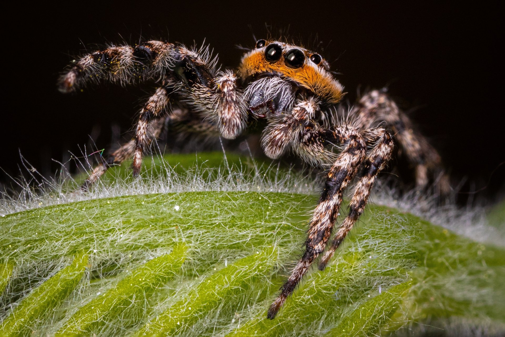 Download Macro Animal Jumping Spider HD Wallpaper