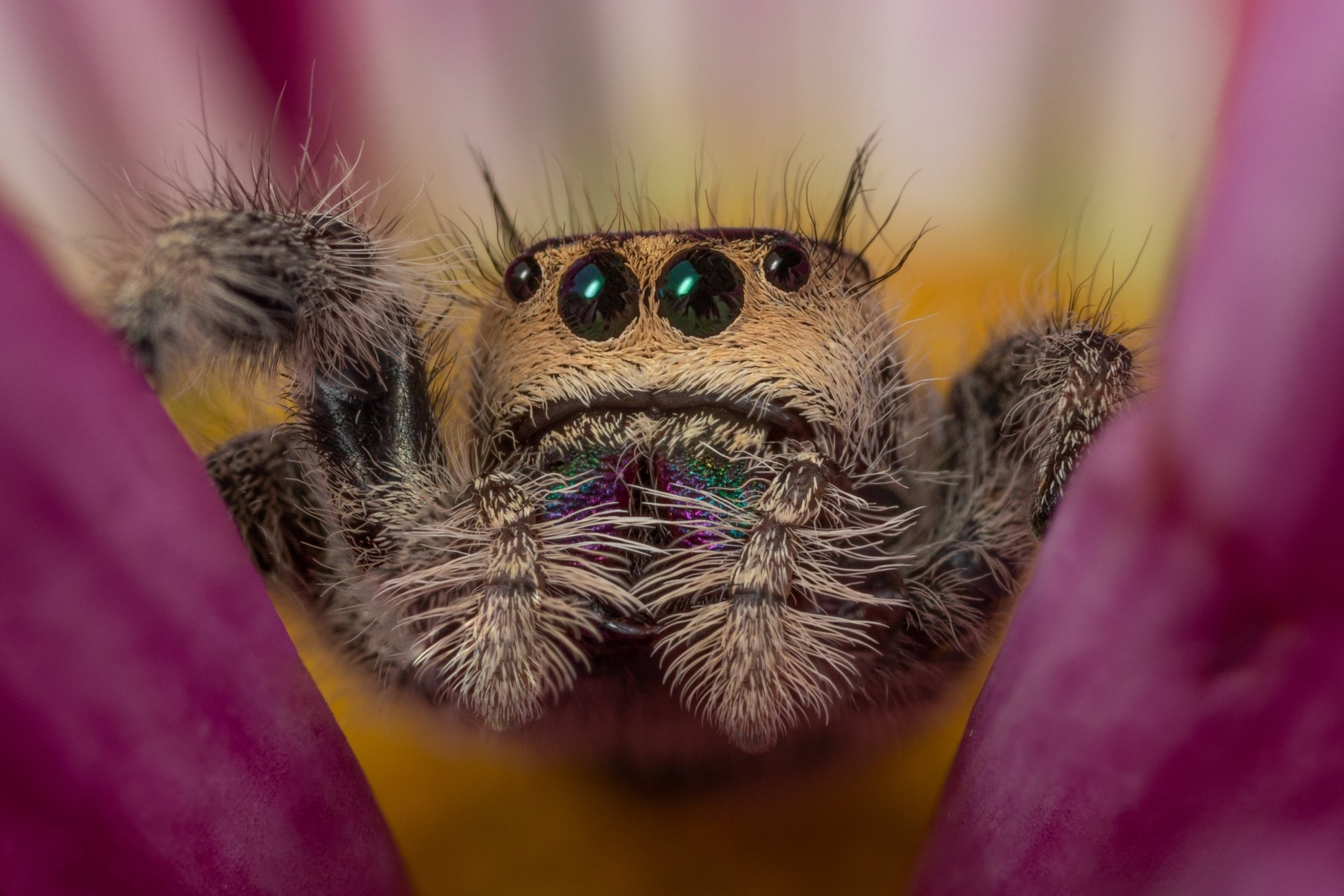 Download Macro Animal Jumping Spider 4k Ultra HD Wallpaper