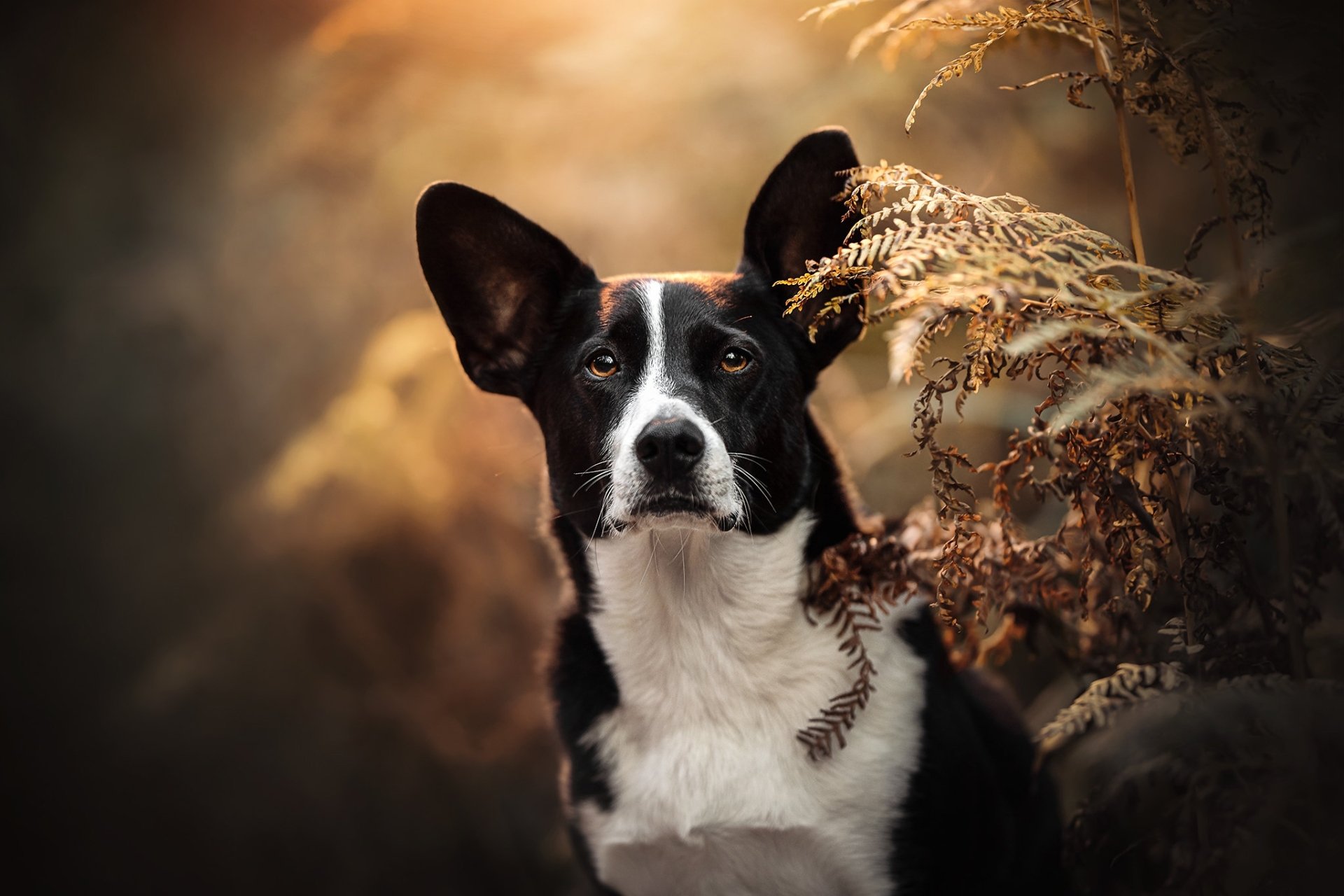 Download Animal Dog HD Wallpaper | 2048x1365 | Wallpaper Abyss