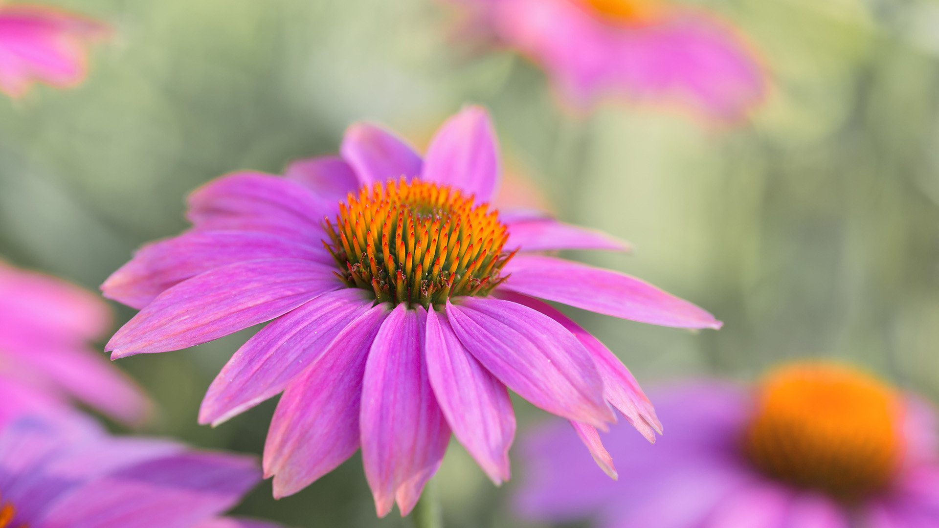 Download Purple Flower Nature Flower HD Wallpaper