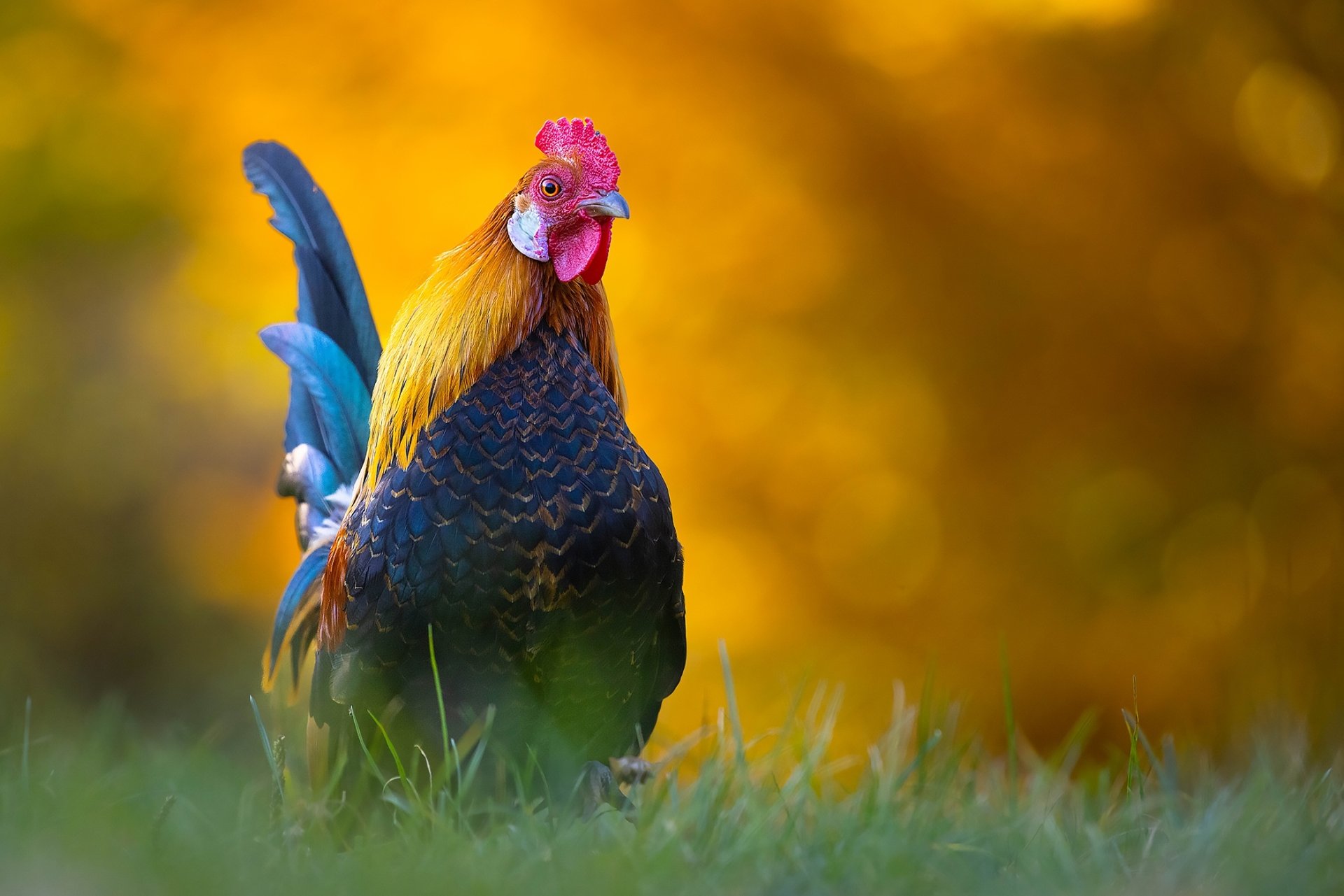 Download Animal Rooster HD Wallpaper