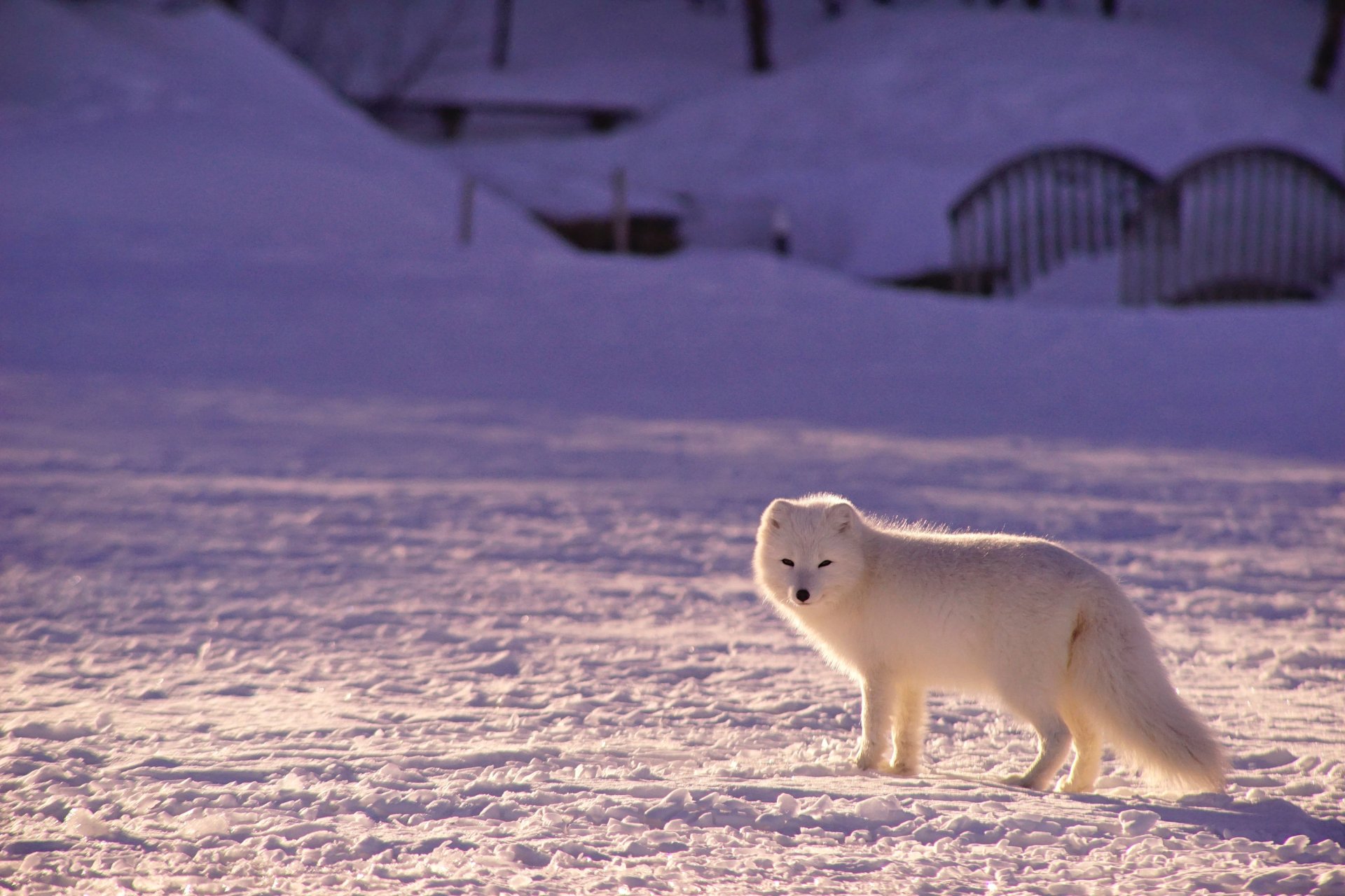 Download Animal Arctic Fox HD Wallpaper by Jonatan Pie