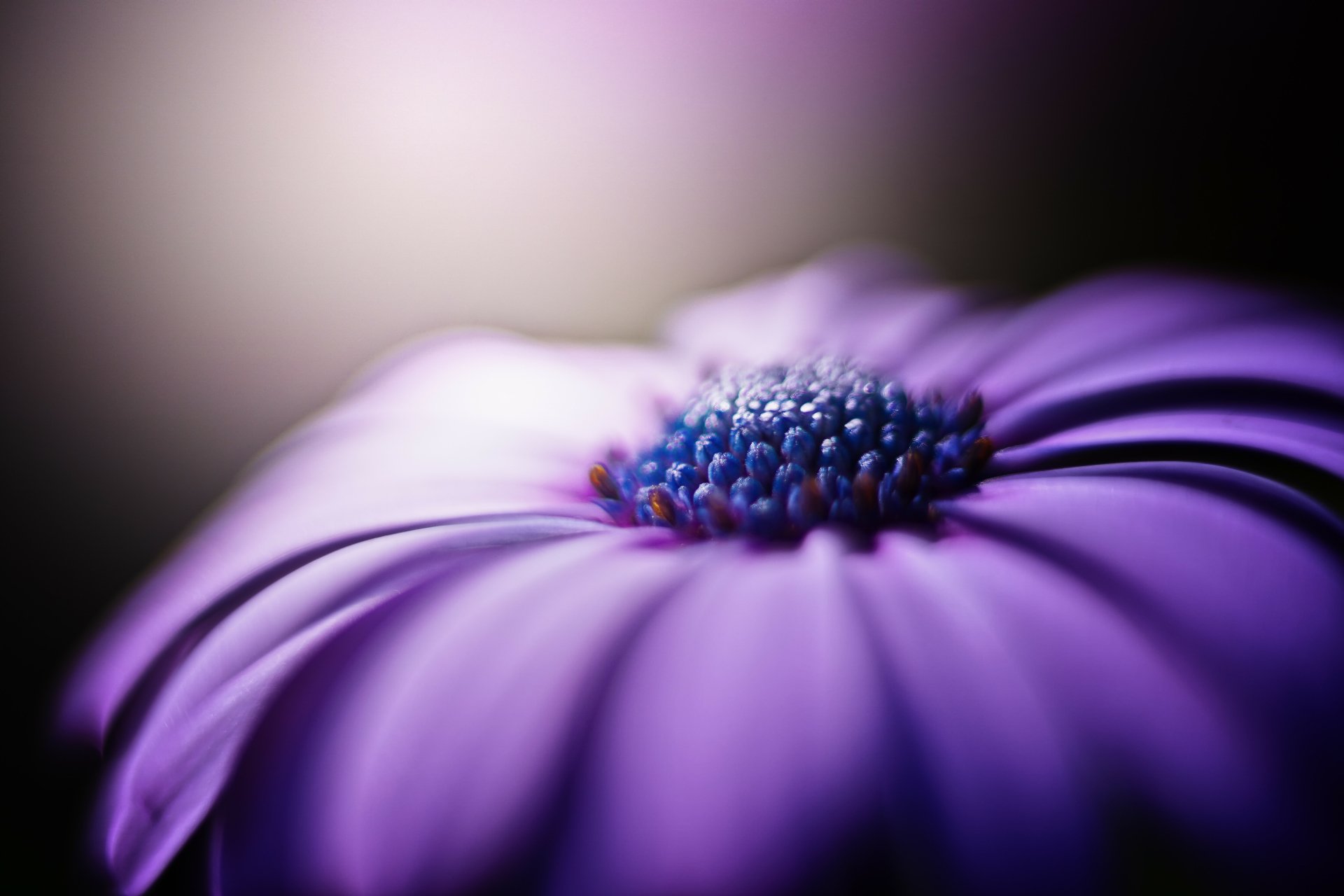 Download Macro Nature Daisy 4k Ultra HD Wallpaper by Leo Lin