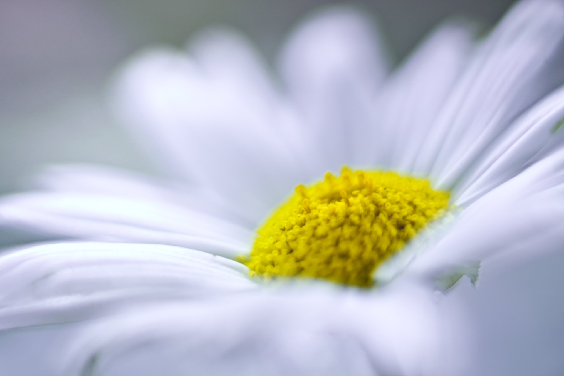 Download Macro Nature Flower 4k Ultra HD Wallpaper by Leo Lin