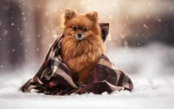 50 Spitz Hd Wallpapers Background Images