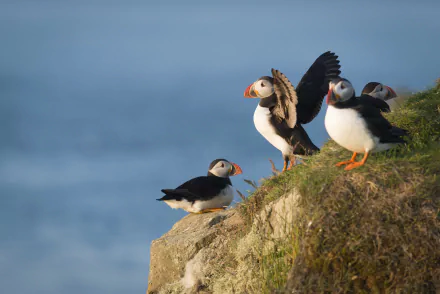 HD PC desktop wallpaper of four puffins (animal) perched on a grassy cliff edge overlooking the ocean.