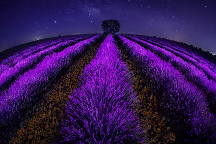 fish eye night nature lavender HD Desktop Wallpaper | Background Image