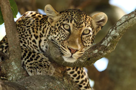 Animal leopard HD Desktop Wallpaper | Background Image