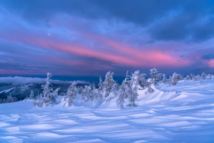 Snow-covered trees stretch across a winter landscape under a vibrant pink and purple sky, captured in stunning 4K Ultra HD for a crisp nature desktop wallpaper.