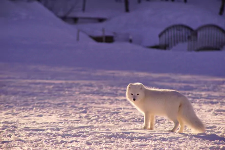 Animal arctic fox HD Desktop Wallpaper | Background Image