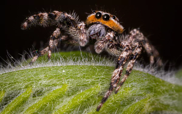 macro Animal jumping spider HD Desktop Wallpaper | Background Image