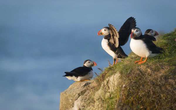 HD PC desktop wallpaper of four puffins (animal) perched on a grassy cliff edge overlooking the ocean.