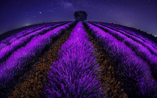 fish eye night nature lavender HD Desktop Wallpaper | Background Image