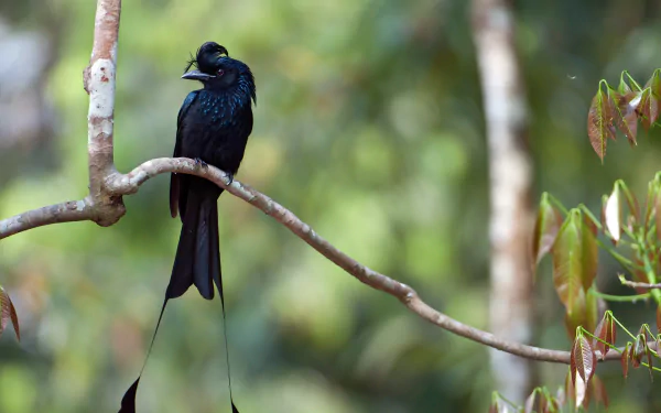  Greater racket-tailed Drongo (dicrurus paradiseus) in Tripura, India by Bernard Castelein