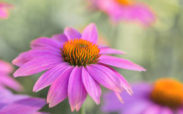 HD PC desktop wallpaper — close-up purple flower with orange center against soft green bokeh, nature flower background.
