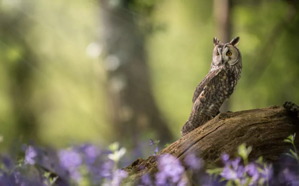 long eared owl Animal owl HD Desktop Wallpaper | Background Image
