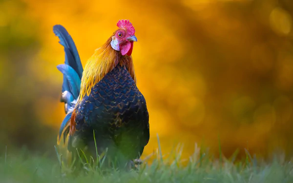 Animal rooster HD Desktop Wallpaper | Background Image