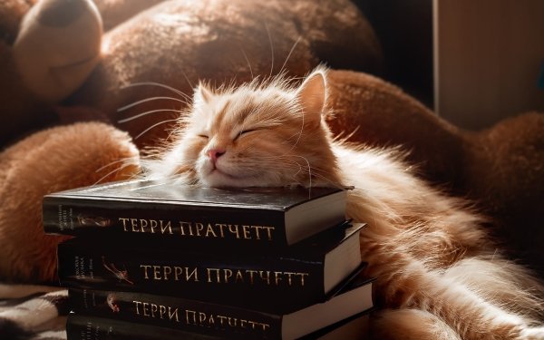 Animal Cat Cats Sleeping HD Wallpaper | Background Image