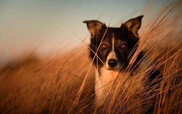 A Border Collie peeks through tall golden grass at sunset, captured in stunning detail as a 4K Ultra HD PC desktop wallpaper and background.
