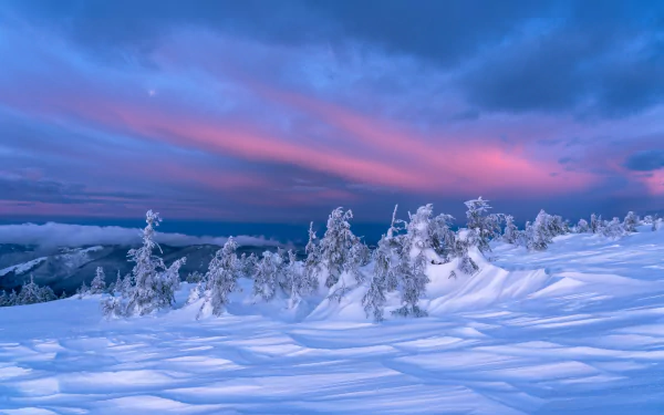 Snow-covered trees stretch across a winter landscape under a vibrant pink and purple sky, captured in stunning 4K Ultra HD for a crisp nature desktop wallpaper.