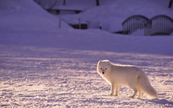 Animal arctic fox HD Desktop Wallpaper | Background Image