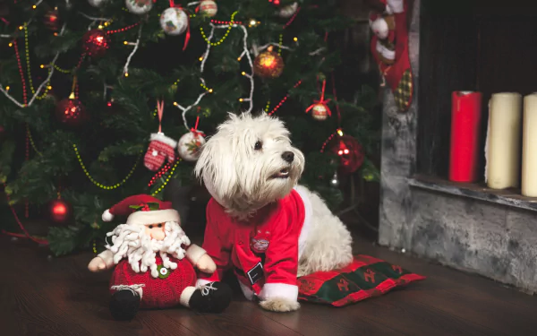 A white dog in a red sweater sits beside a Santa plush in front of a decorated Christmas tree, captured in 4K Ultra HD for a festive PC desktop wallpaper.