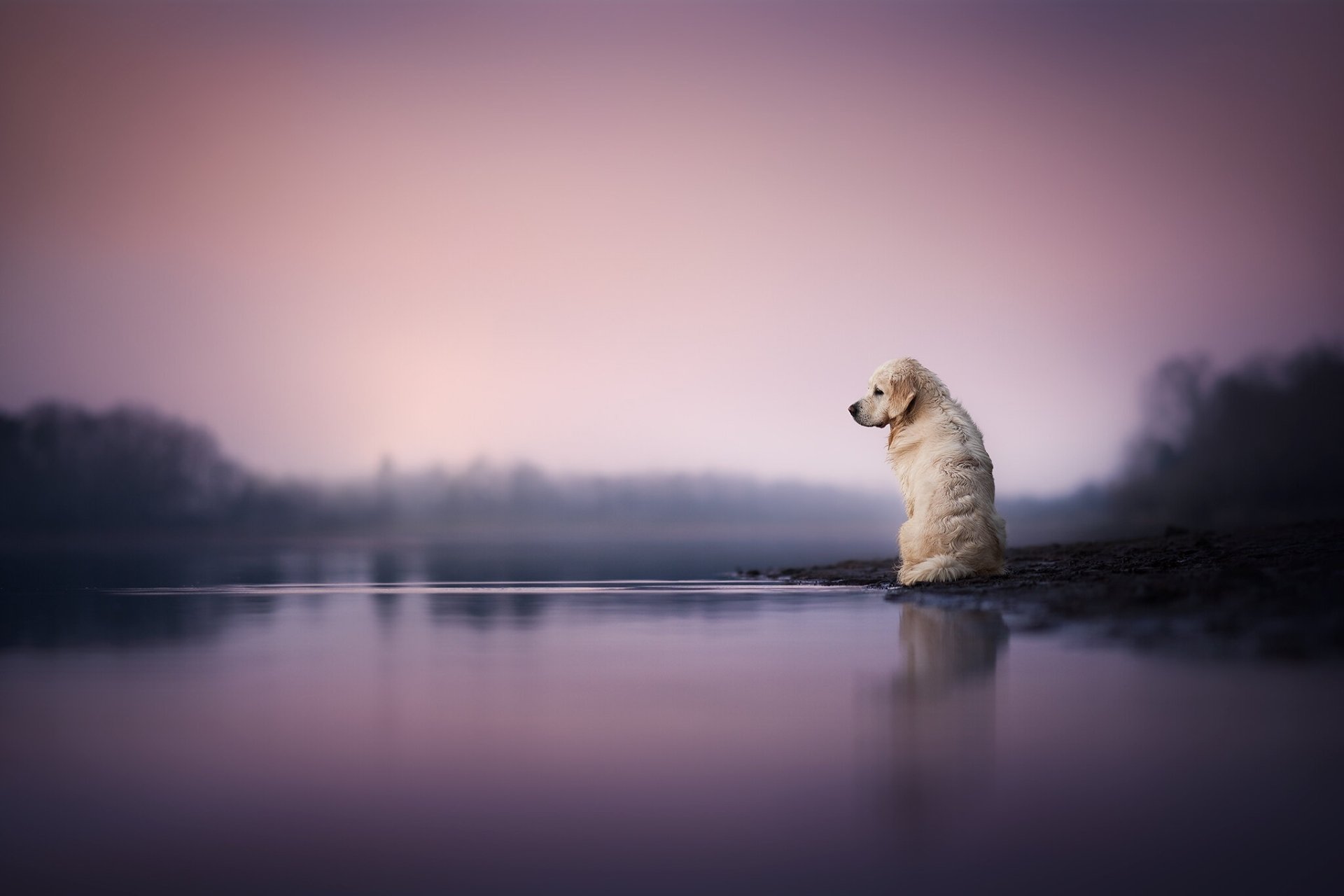 HD PC desktop wallpaper of an animal — a golden retriever sitting on a misty lakeshore at dawn, its silhouette and purple-pink sky reflected in the water.