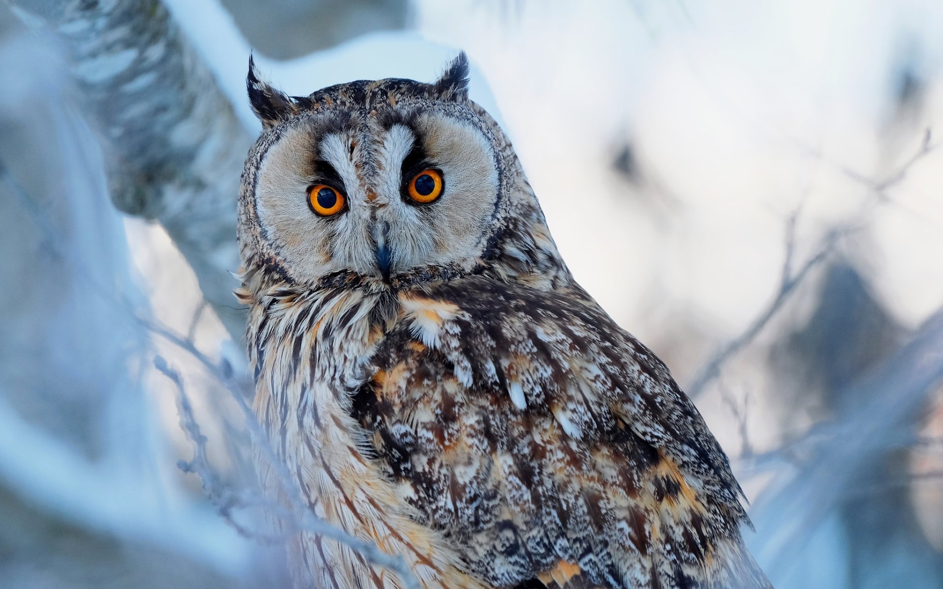 Animal Owl HD Wallpaper