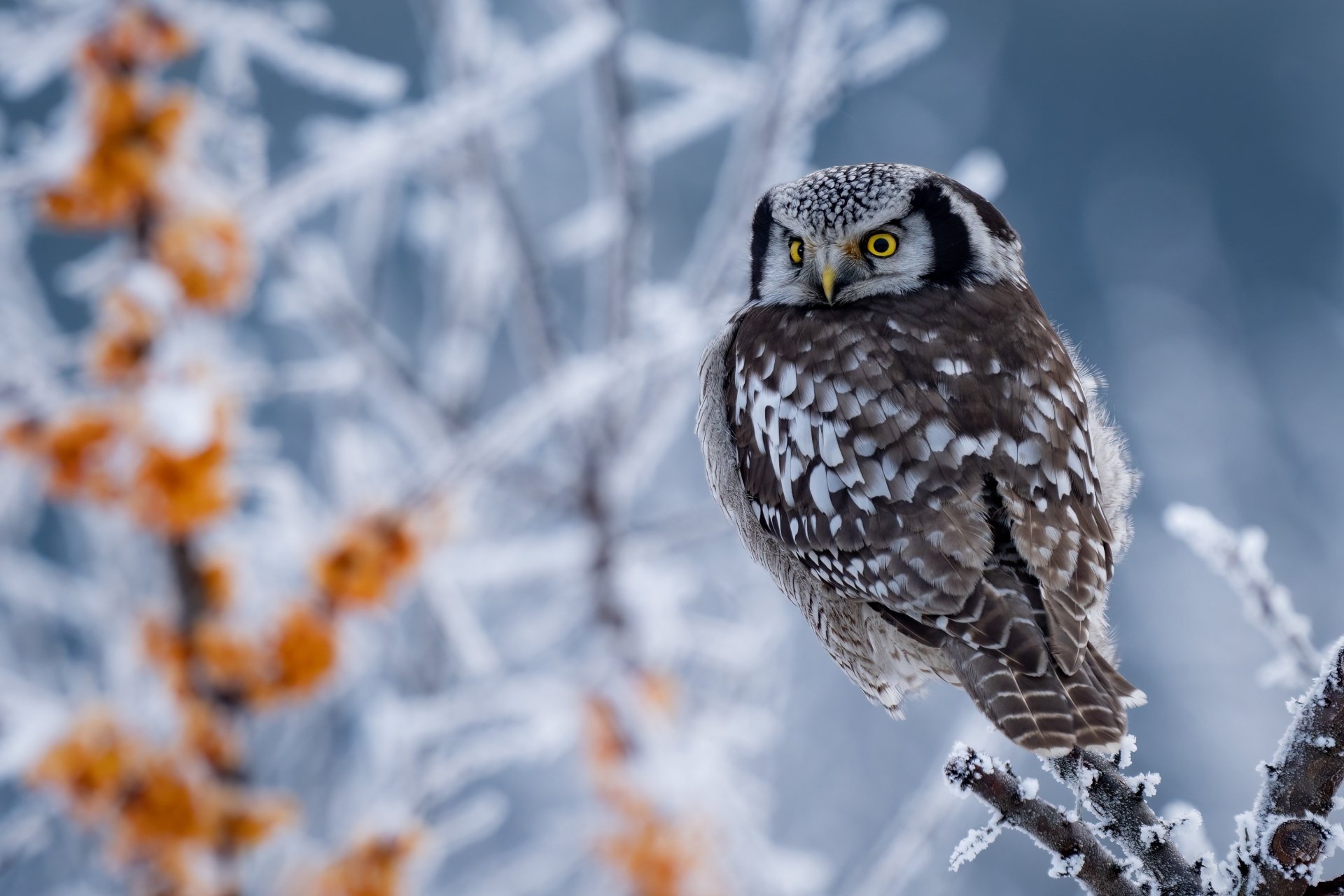 Download Hawk Owl Animal Owl HD Wallpaper