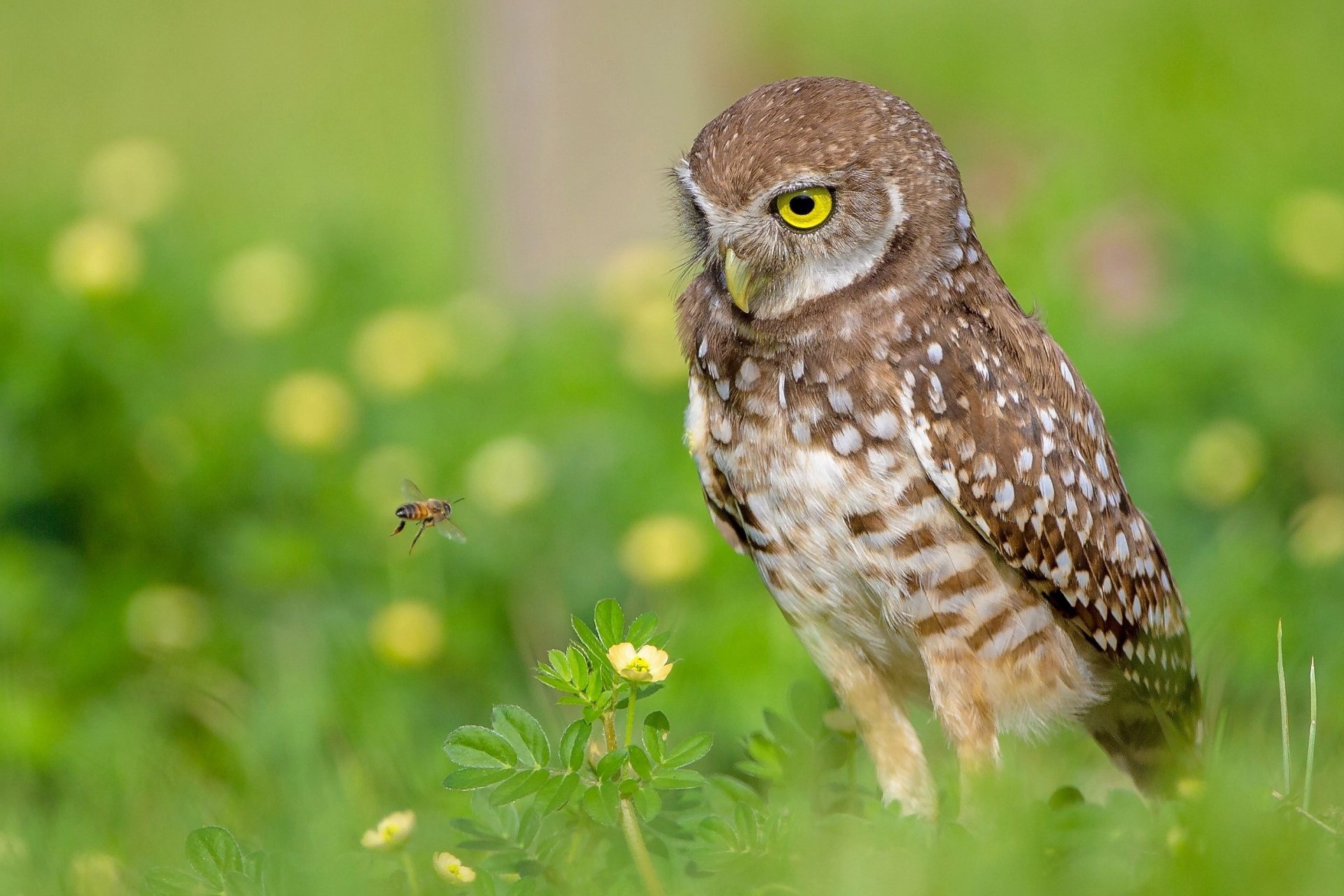 Download Animal Burrowing Owl HD Wallpaper
