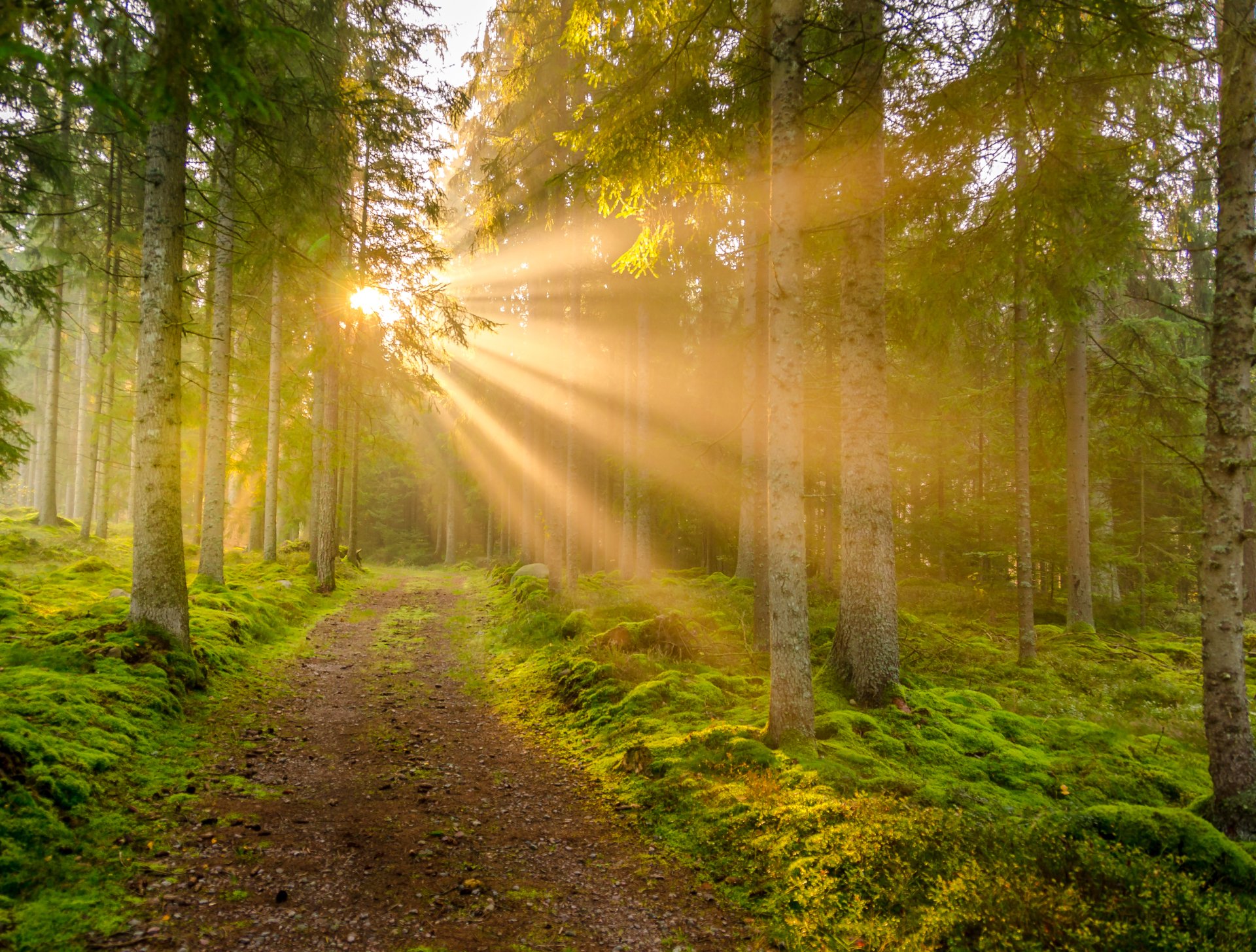 Download Sunbeam Nature Path 4k Ultra HD Wallpaper by Svend Vermund ...