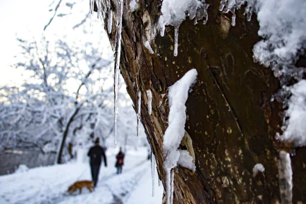  Icicles on a tree near Peirce Mill Rock Creek Park, DC by Diane Krauthamer