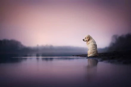HD PC desktop wallpaper of an animal — a golden retriever sitting on a misty lakeshore at dawn, its silhouette and purple-pink sky reflected in the water.
