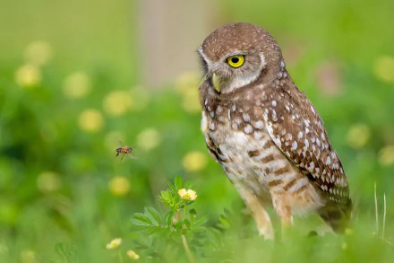 Animal burrowing owl HD Desktop Wallpaper | Background Image