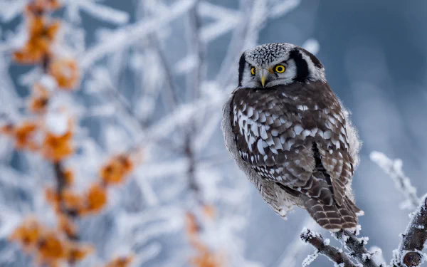 hawk owl Animal owl HD Desktop Wallpaper | Background Image