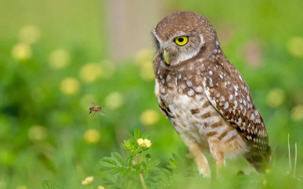 Animal burrowing owl HD Desktop Wallpaper | Background Image