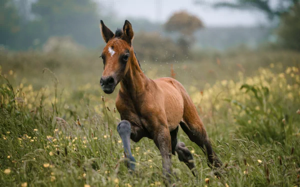 baby animal foal Animal horse HD Desktop Wallpaper | Background Image