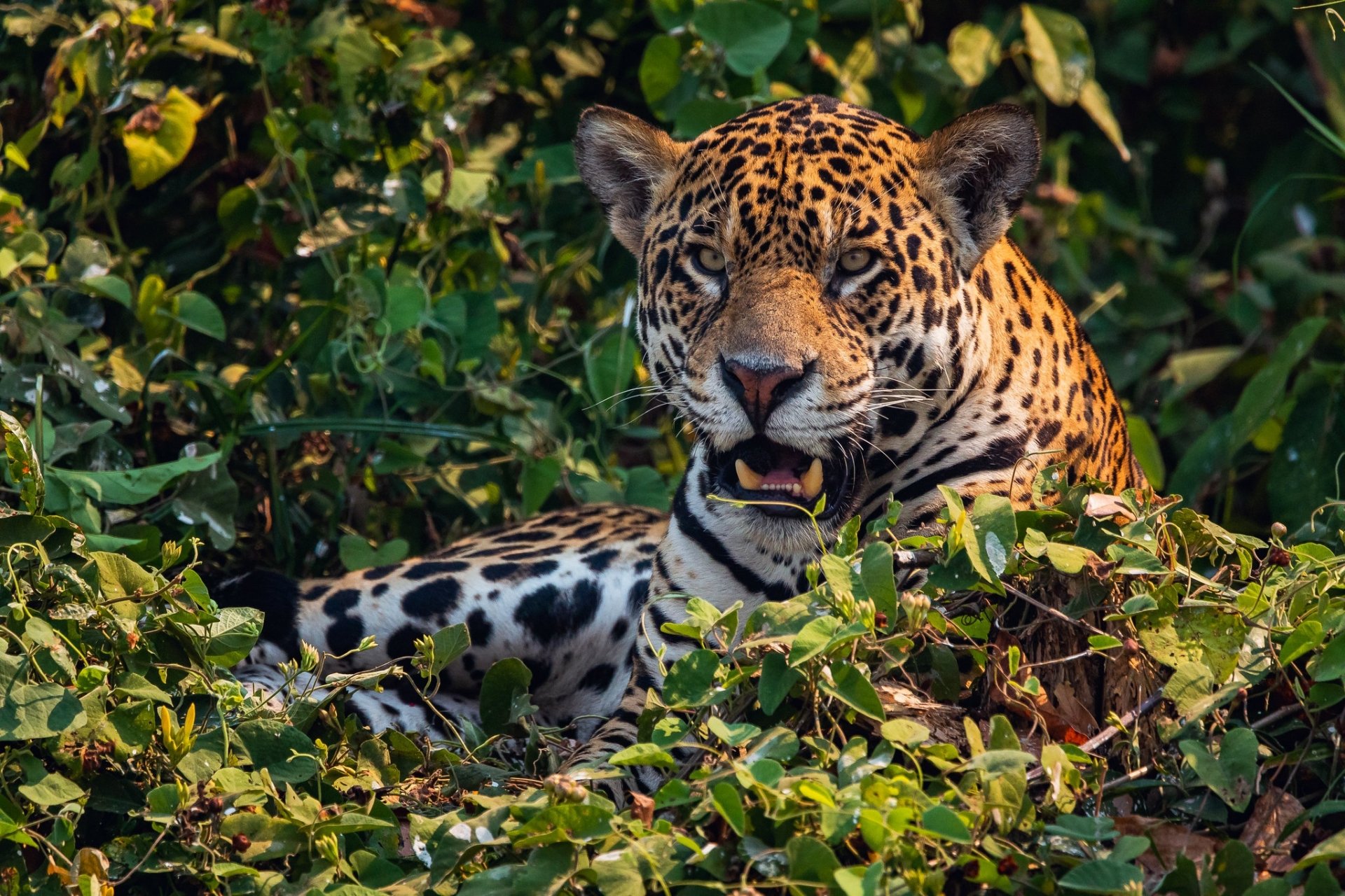 Download Animal Jaguar HD Wallpaper